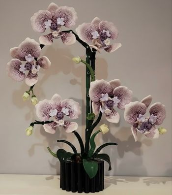 Orchidées en bloc de construction 