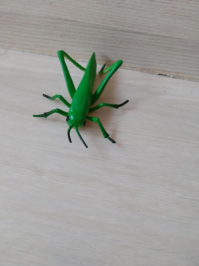 Lot insecte - photo numéro 4