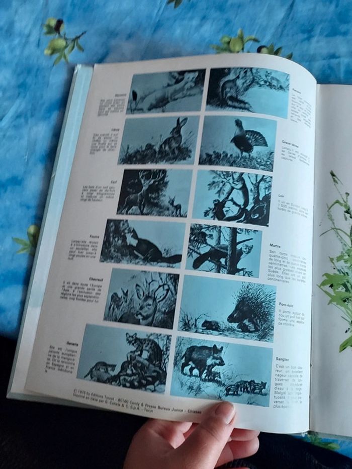 Bande dessinée pour enfant Les animaux des bois - photo numéro 6