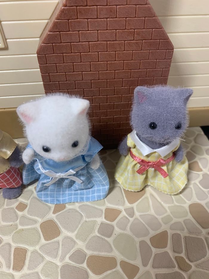 Persian cat family  5455 - photo numéro 2