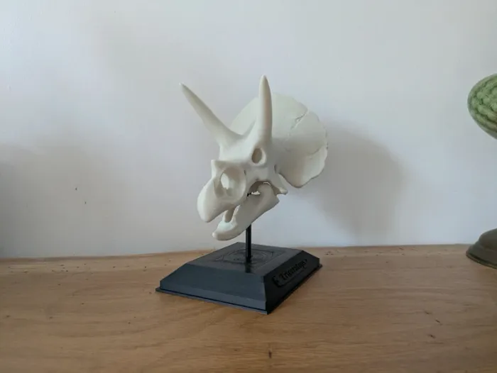 Crâne de triceratops sur socle - photo numéro 3