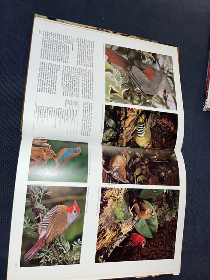 Livre pour enfants le royaume des animaux - photo numéro 3