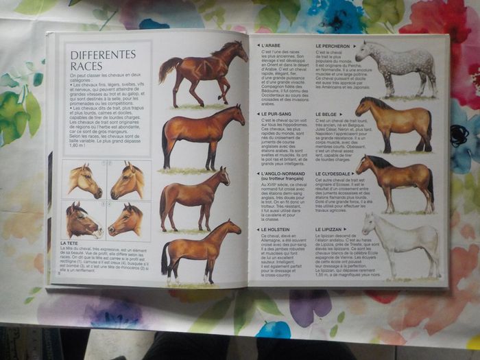 Les chevaux L'imagerie animale Ed. Fleurus Enfants - photo numéro 7