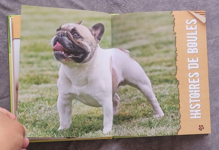 Le bouledogue français Emmanuelle Dal'Secco - photo numéro 4