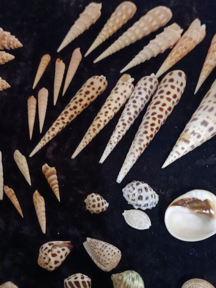 Lot coquillages - photo numéro 5