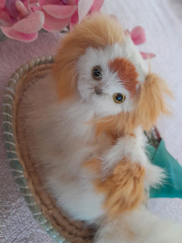 Chat 🐱 - photo numéro 2