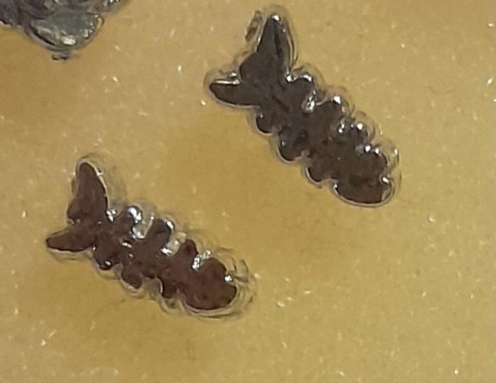 Boucles d'oreilles - photo numéro 3