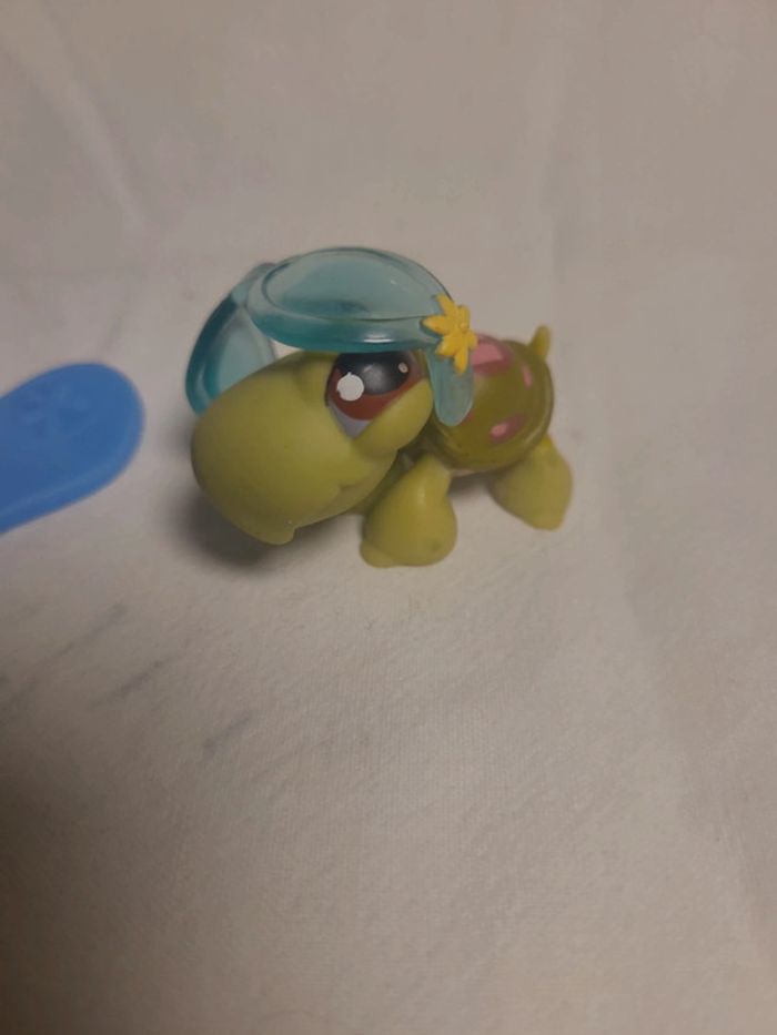 tortue petshop avec son surf - photo numéro 4