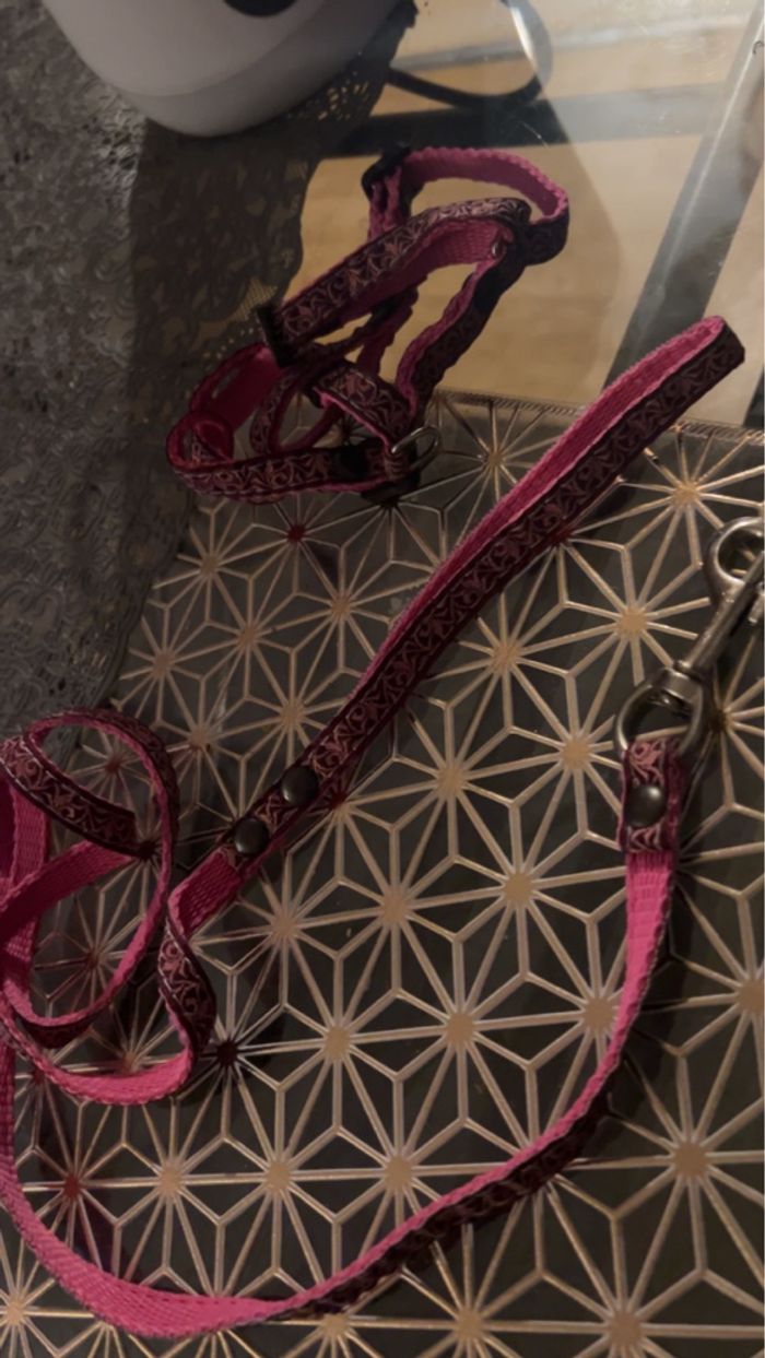 Laisse pour chat - photo numéro 3