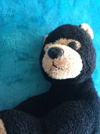 peluche ourson ours tbe 24 cm assis