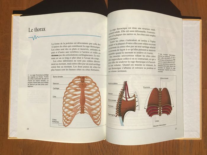 Les poumons et la respiration - Collection « Le corps humain » - photo numéro 4