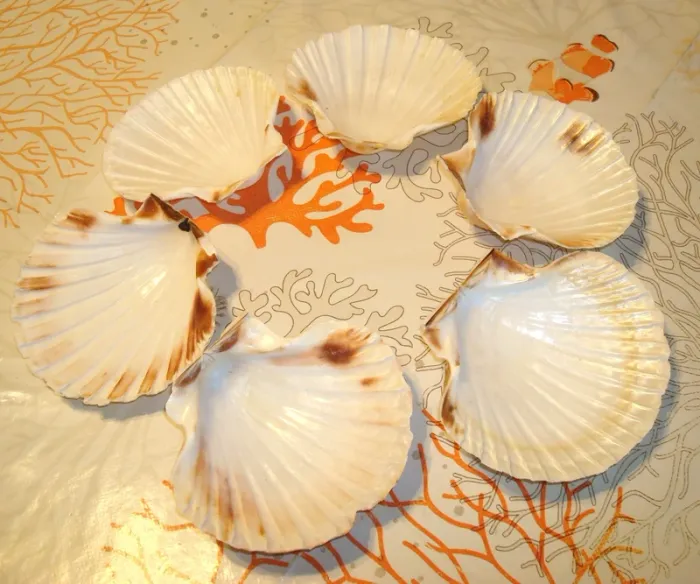 lot de 6 coquilles st jacques naturelles - photo numéro 1