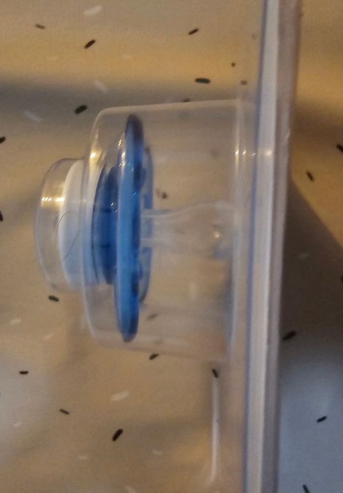 Sucettes 0-2 mois - photo numéro 2