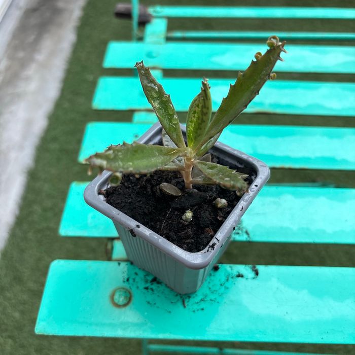 Superbe bouture Kalanchoe daigremontiana, plantes-mères ou Mère de milliers. - photo numéro 2