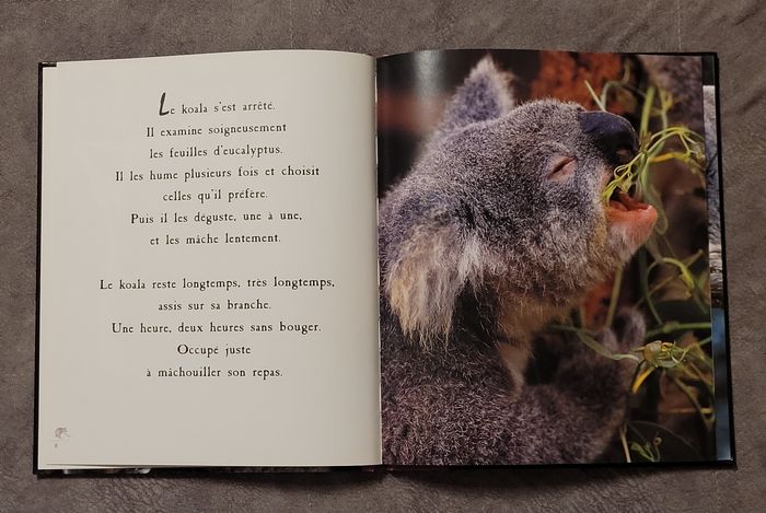 Le koala Jean-Claude Dubost - photo numéro 2
