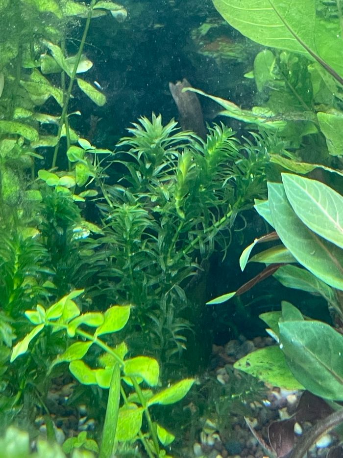 Boutures plante d’aquarium - photo numéro 2