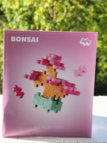 Mini bonsaï rose