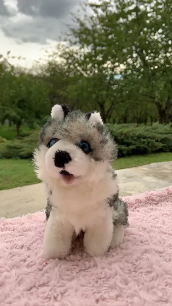 peluche husky