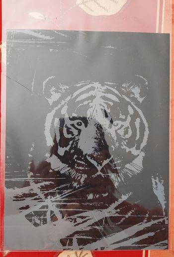 Carte à gratter tigre