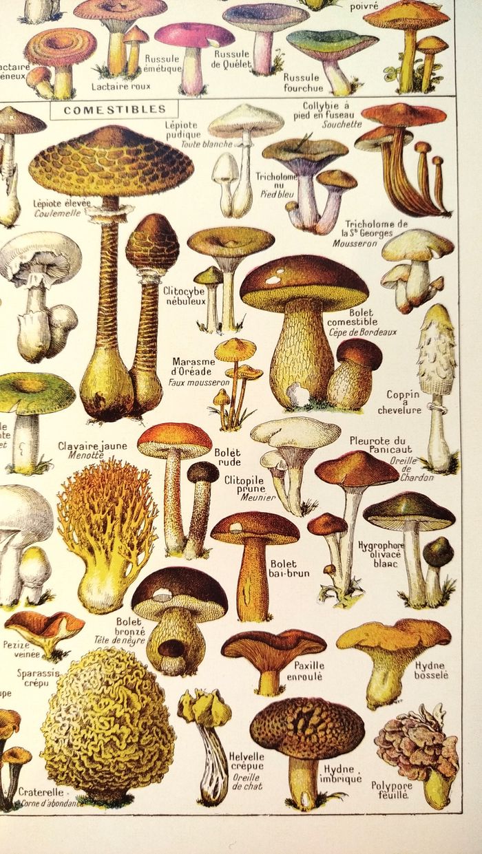 🍄Affiche sur les champignons comestibles et vénéneux, d'après une lithographie de 1920 - photo numéro 6