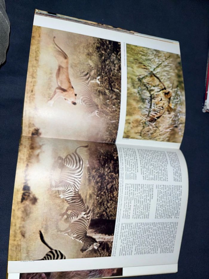 Livre pour enfants le royaume des animaux - photo numéro 6