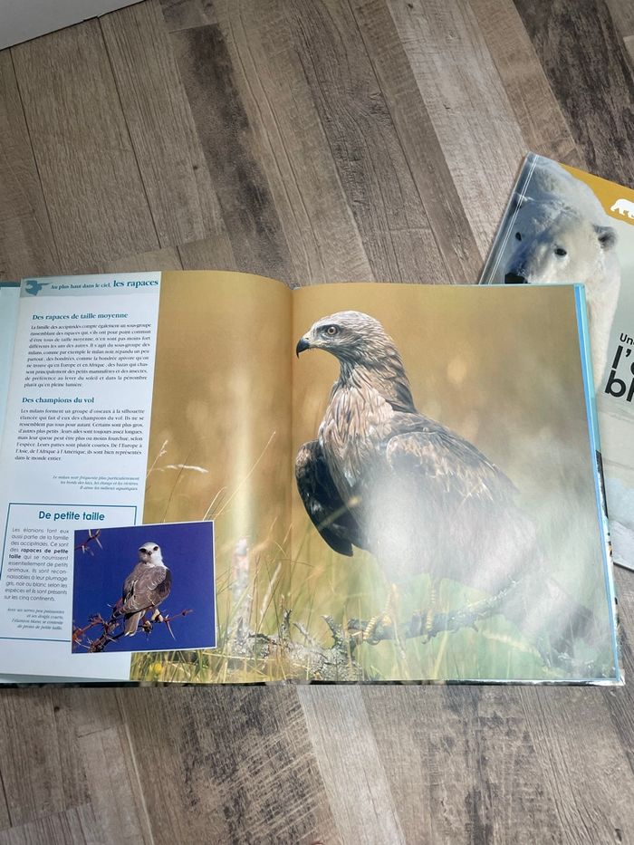 Documentaire rapaces&ours - photo numéro 2