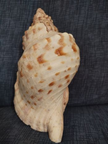 Grande conque naturelle – 28 cm – coquillage décoratif authentique