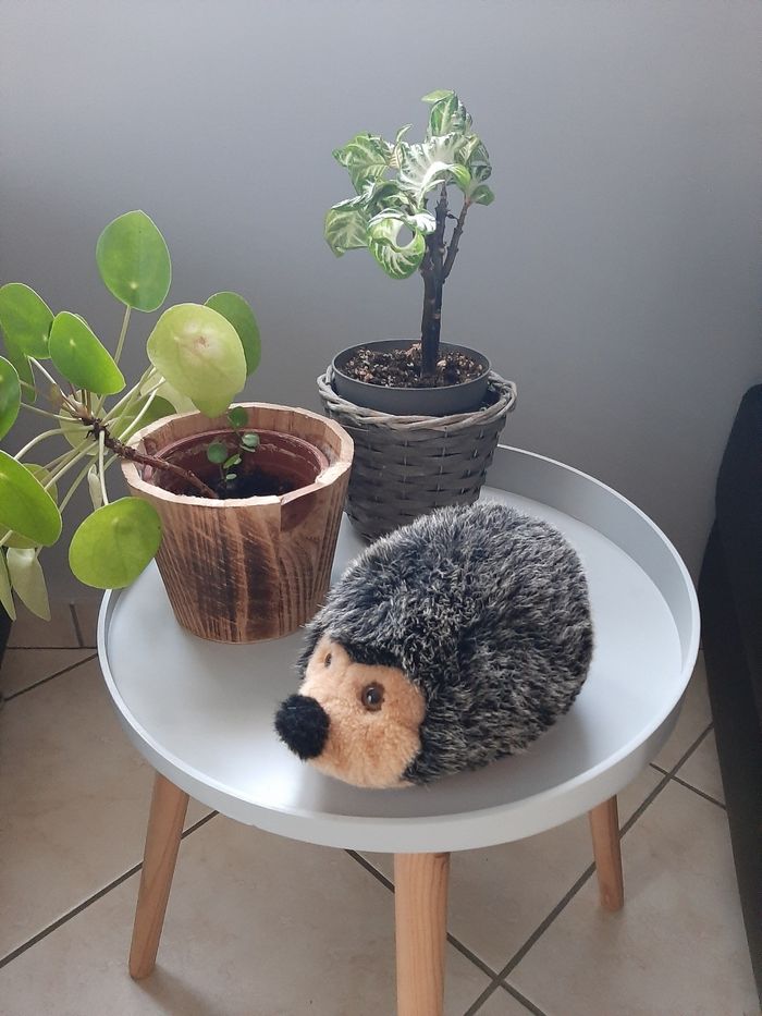 Peluche hérisson 🦔