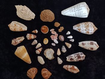 Coquillages  Ste Lucie rose des sables