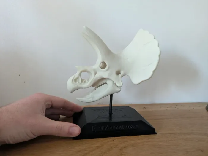Crâne de triceratops sur socle - photo numéro 18