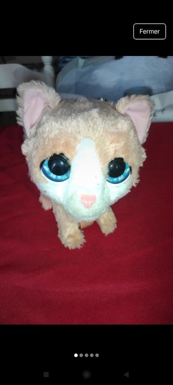 Petit Chat j52