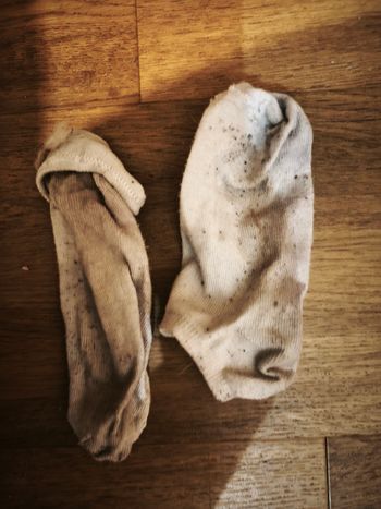 Chaussettes pour medor