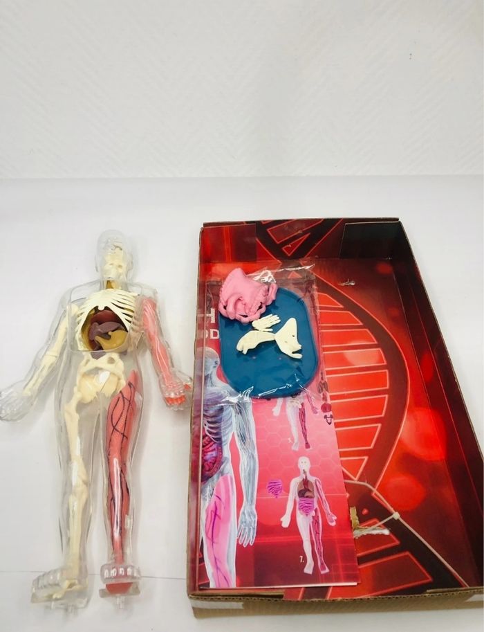 Squishy Human Body - Squelette humain - photo numéro 2