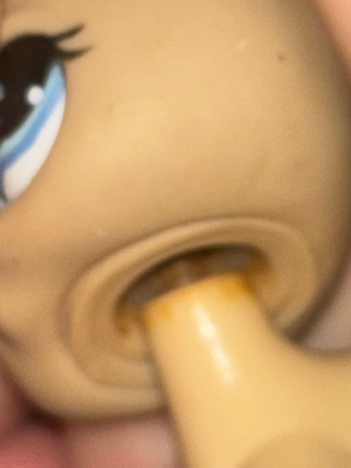 chat européen #1023 - photo numéro 4