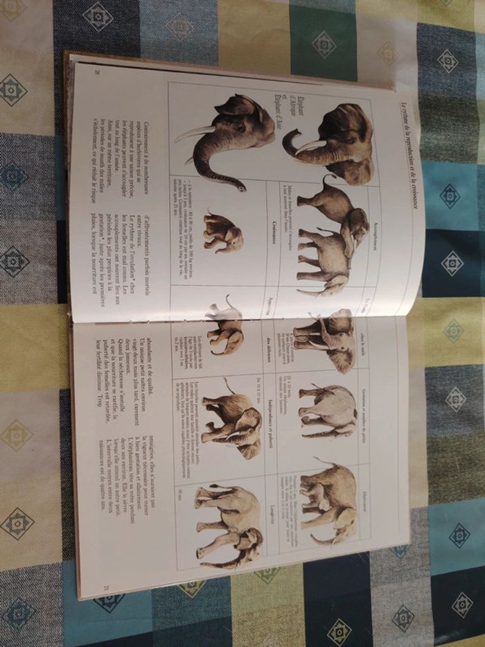 Livre sur l'éléphant - photo numéro 6