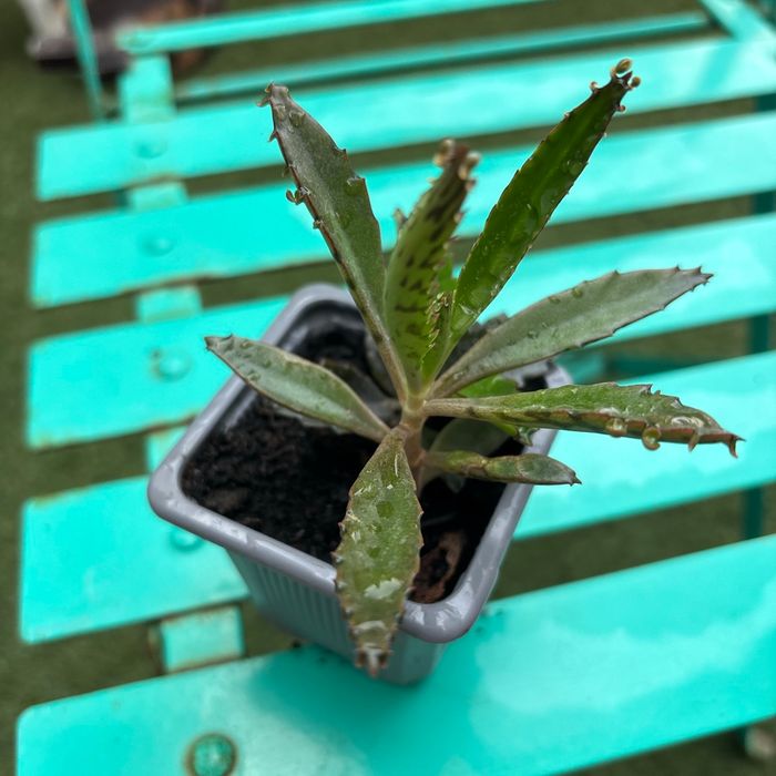 Superbe bouture Kalanchoe daigremontiana, plantes-mères ou Mère de milliers. - photo numéro 3
