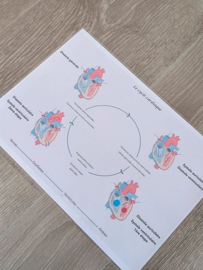 Kit anatomie du coeur - photo numéro 8