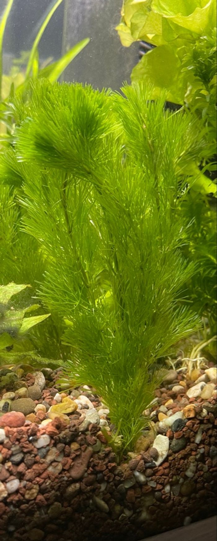Boutures plante d’aquarium - photo numéro 7