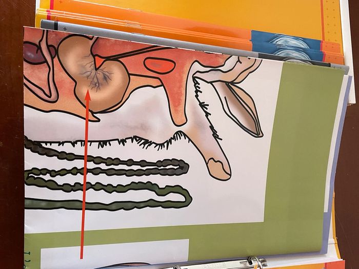 Le corps humain et l’éducation à la santé cycle 3 éditions sed - photo numéro 3