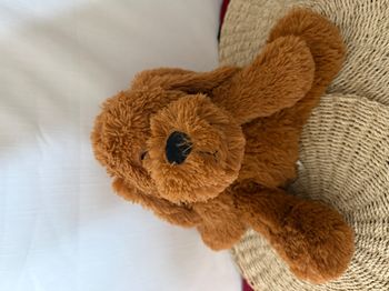  peluche chien marron BLANCHE PORTE