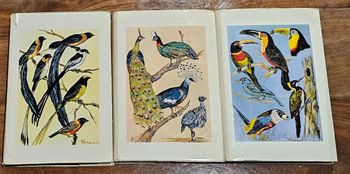 Collection :  les oiseaux ; leur entretien ; leur élevage