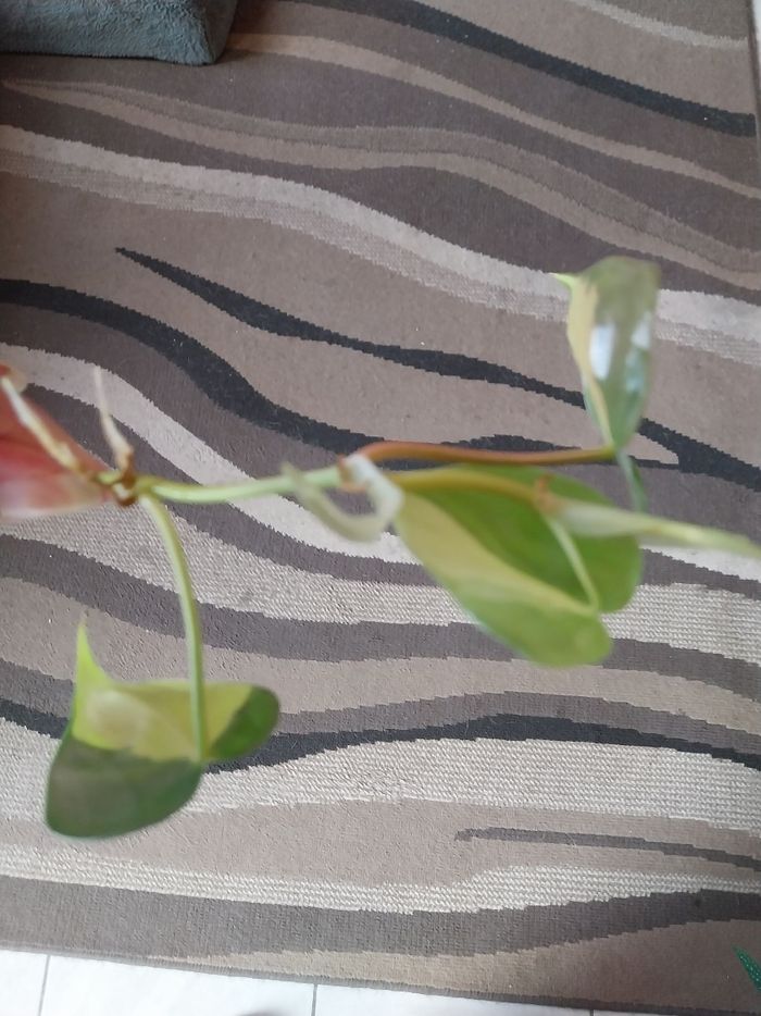 Pothos brasil - photo numéro 4