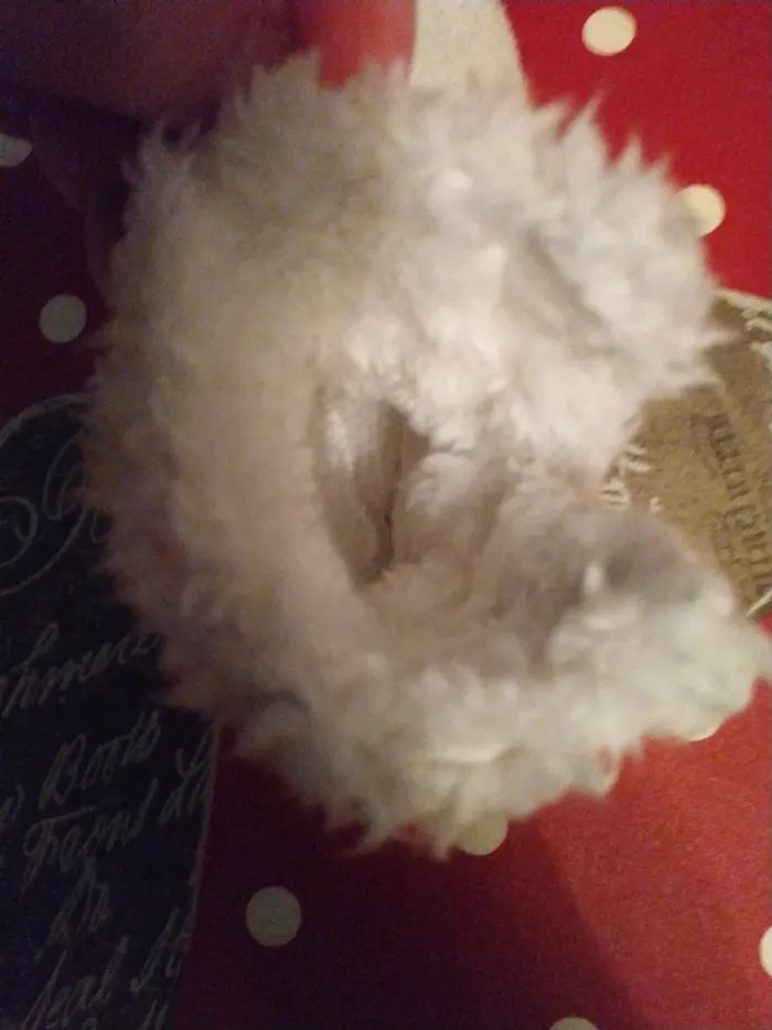 Chaussons fourrés bébé fille - photo numéro 2