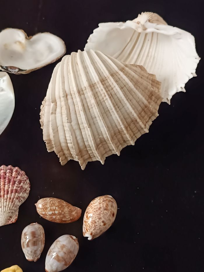 Nacre et autres coquillages - photo numéro 8