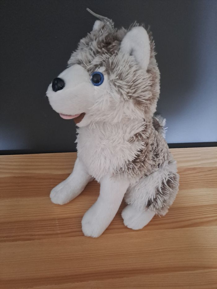 Husky assi très doux - photo numéro 4