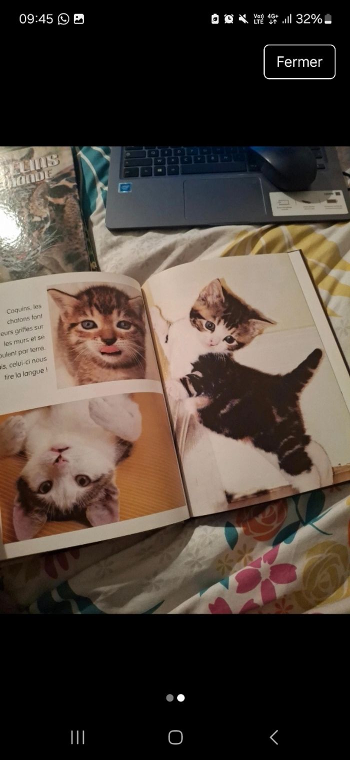 Livres animaux Les Chatons - photo numéro 2