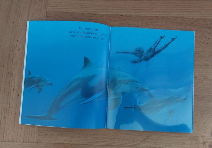 Cache cache avec Le dauphin - photo numéro 3