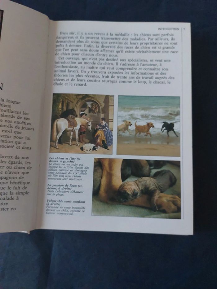 Vous et votre chien - photo numéro 5