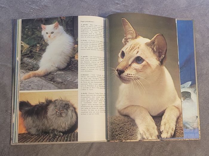 Les Chats (Kaleidoscope) - photo numéro 5