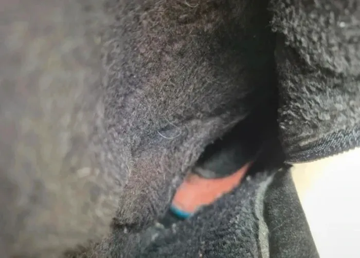 Bottes longues noir en suédine avec talon à semelles crantées - photo numéro 6